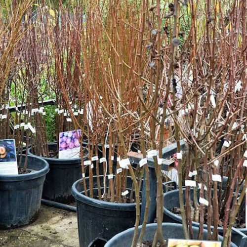 саженцы плодовых деревьев