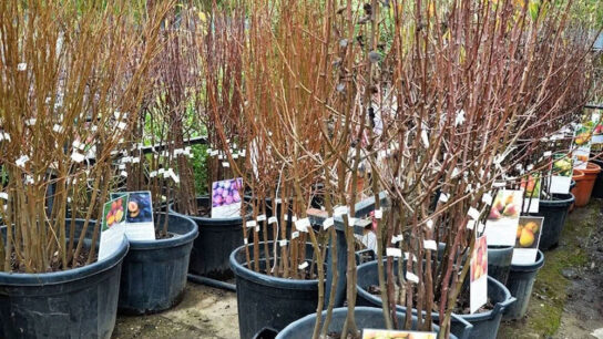 саженцы плодовых деревьев