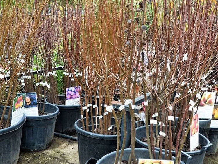 саженцы плодовых деревьев