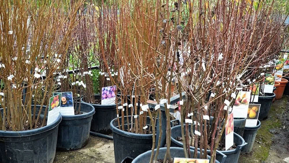 саженцы плодовых деревьев